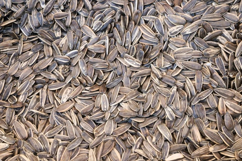 a close up of a group of sunflower seeds