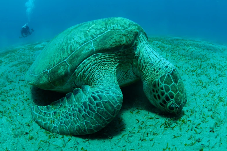 a turtle that is laying down in the sand