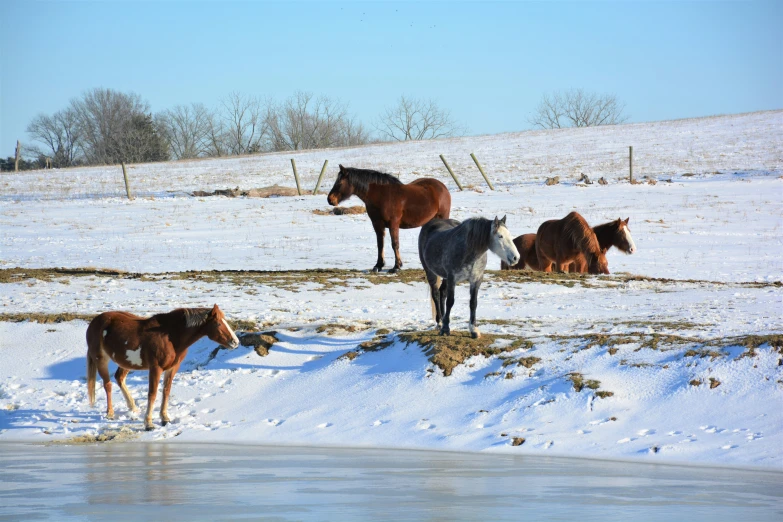 four horses in a snowy field next to a pond