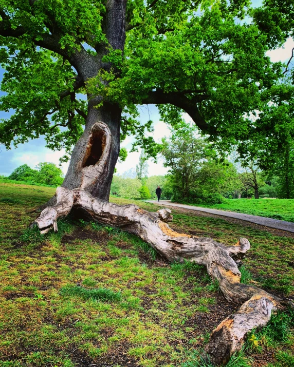 tree in a field with one fallen down and some grass on the ground