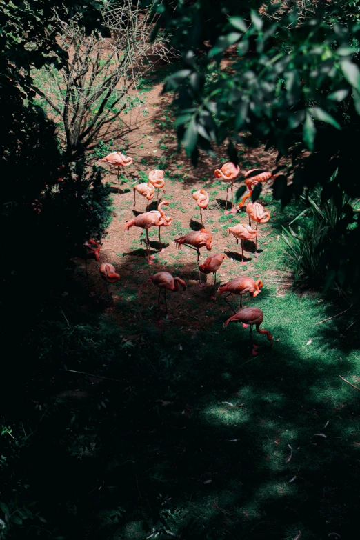 a group of flamingos stand in the shade of trees