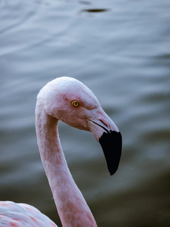 pink flamingo looking at camera while standing in water