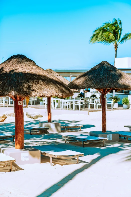 palm trees, benches and umbrellas on the beach