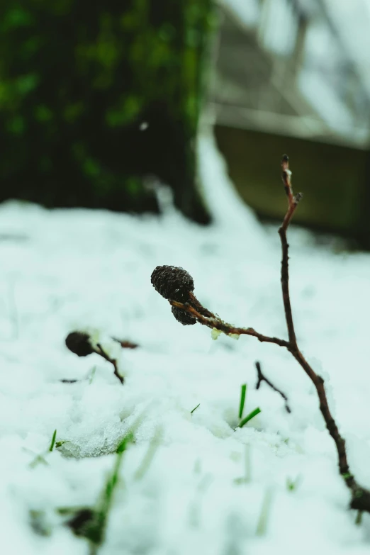 small twig sticking out of the snow on top of some grass