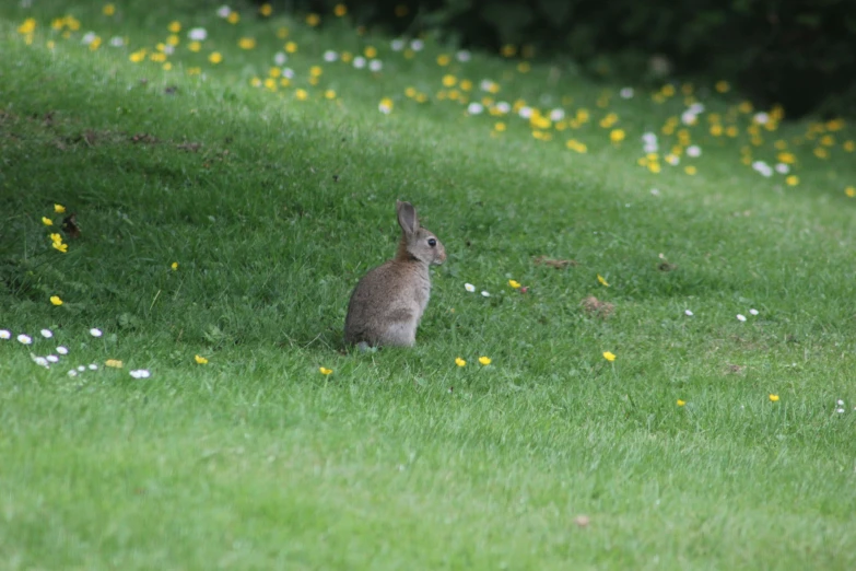 a rabbit sitting in a field of grass