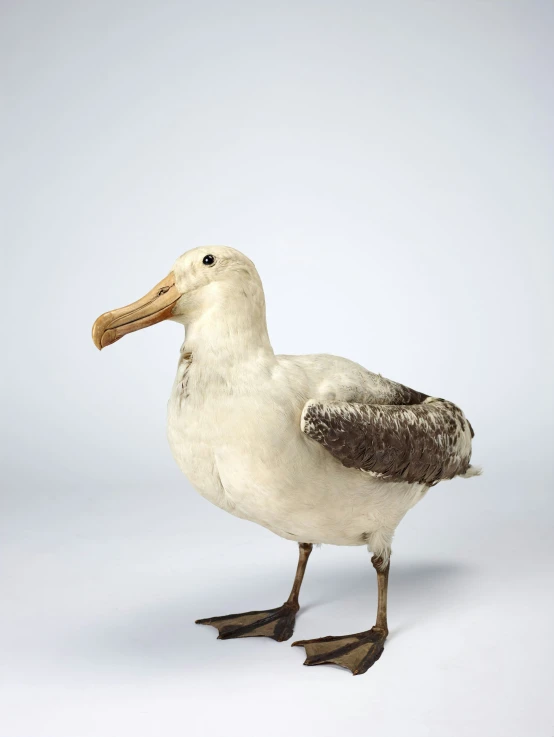 a large, round - beaked seabird with a long beak is standing upright