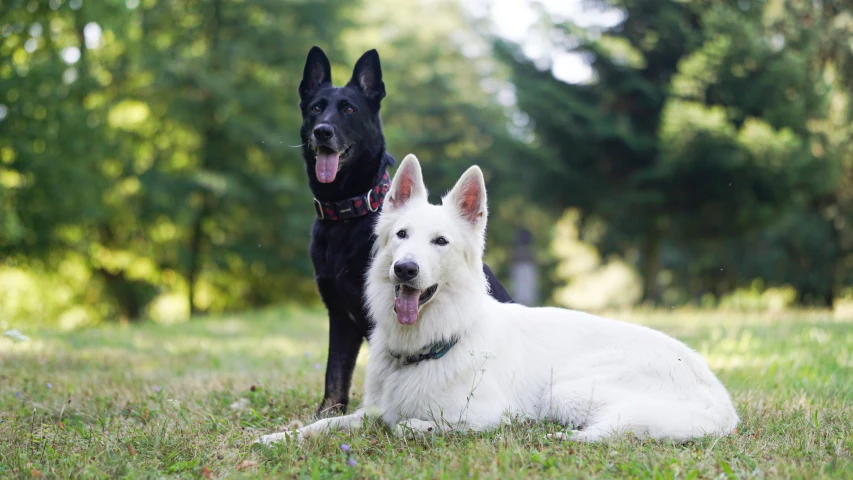 the dog is sitting next to another dog