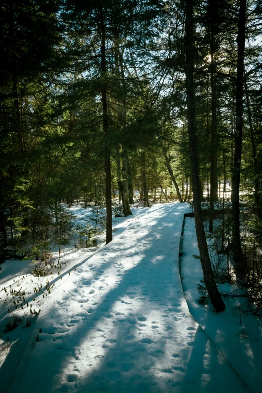 a bright blue and white po of snow covered path through the woods
