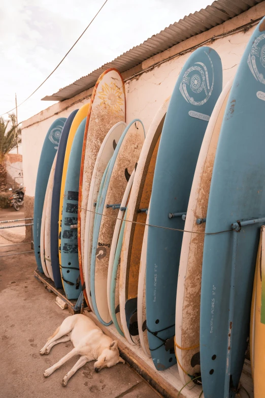 an image of a dog laying next to surfboards