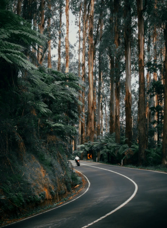 a car driving on a curvy road near tall trees