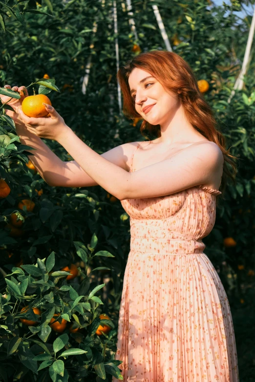 a woman picks oranges off a tree in a sunny setting