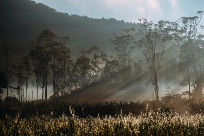 a tree covered hill with sunlight coming in