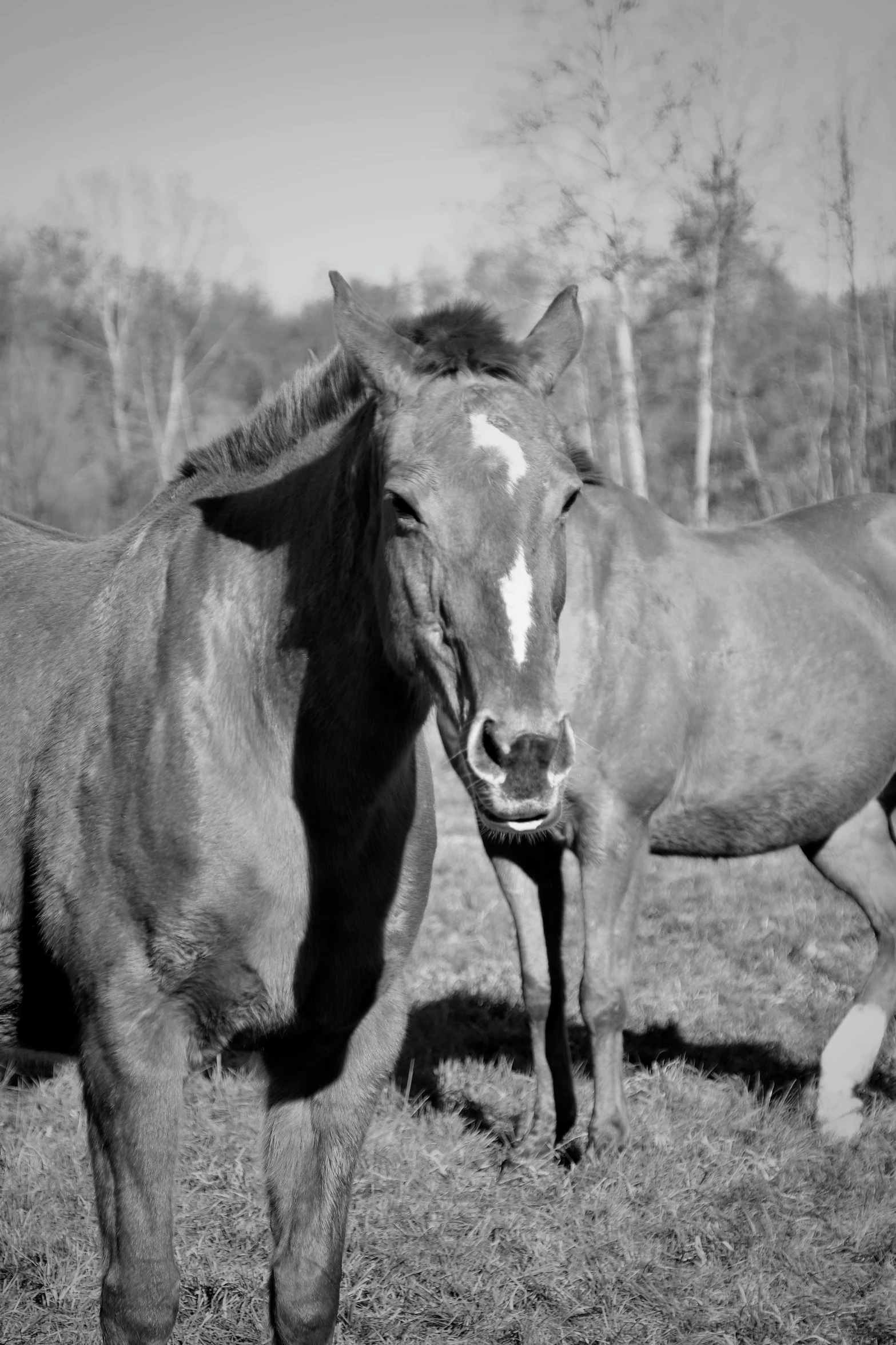 a horse touching his head in the grass