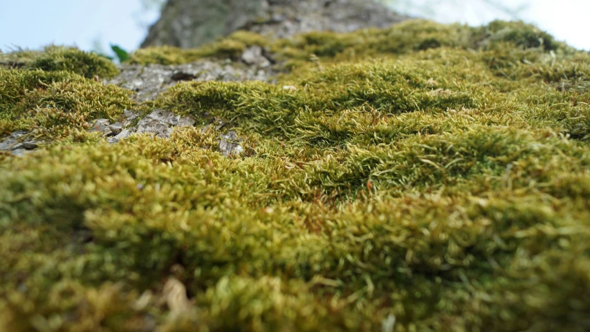 closeup of green moss on a rock face