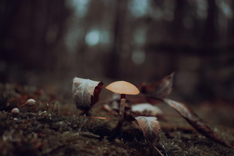 a mushroom sits on the grass in the woods