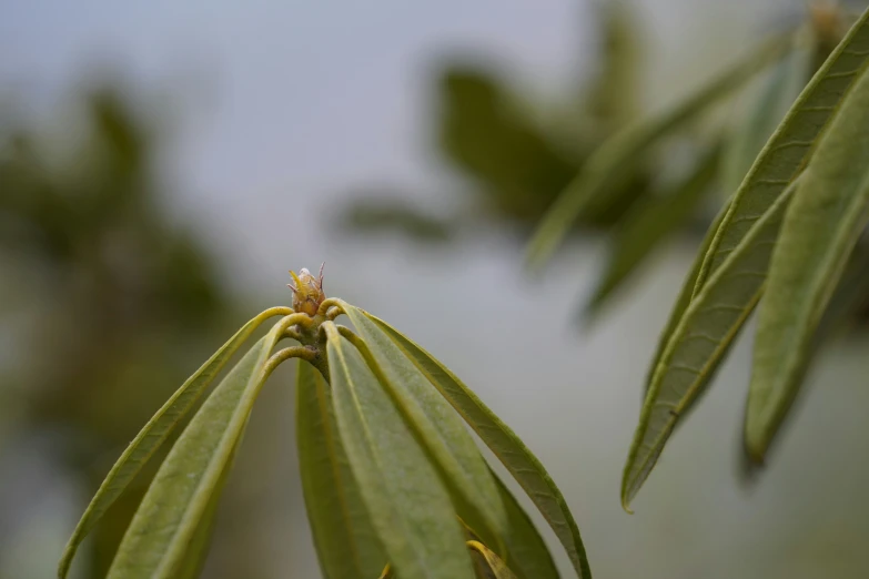 an insect perched on top of a nch of a tree