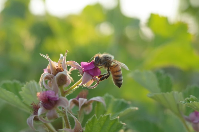 a bee with a body covered in pink flowers