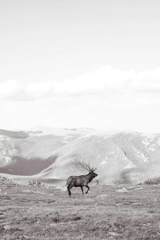 an animal standing in a field with mountains in the background