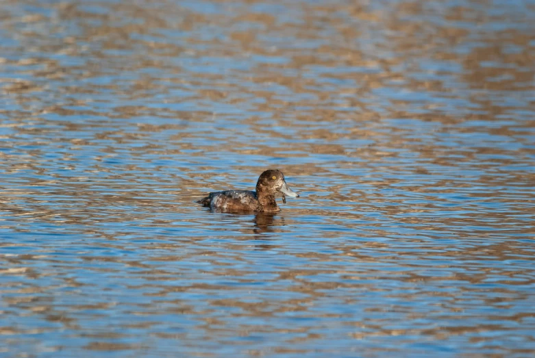 a duck swimming on the water in the daytime
