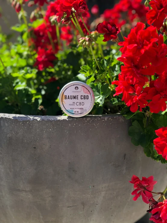 a round grey object in a large pot full of red flowers