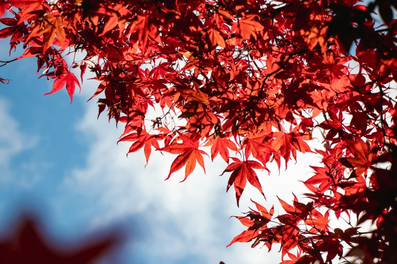 red leaves on the tree outside the sky