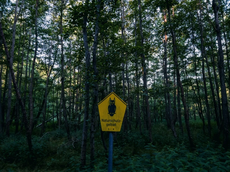 a yellow and black street sign and some trees