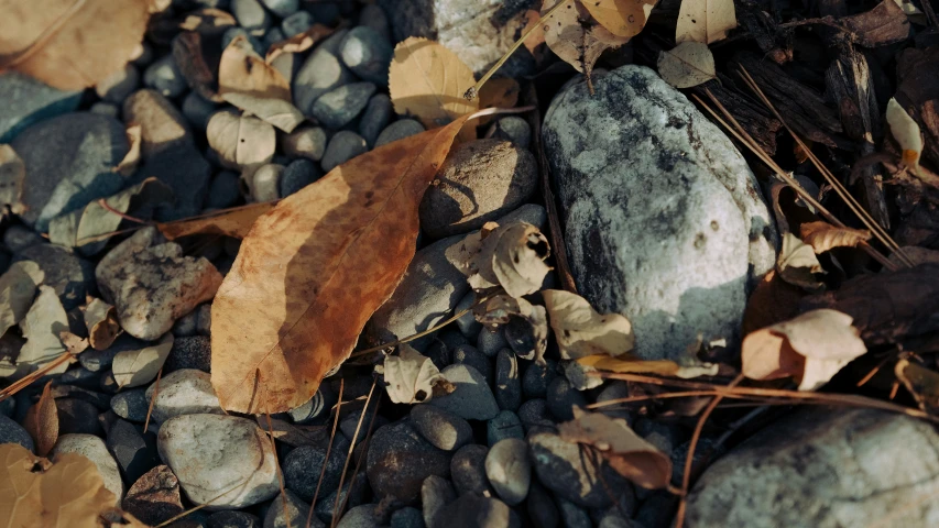 a close up s of pebbles and leaves