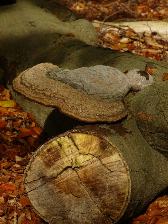 an old stuffed animal lies in leaves and a log