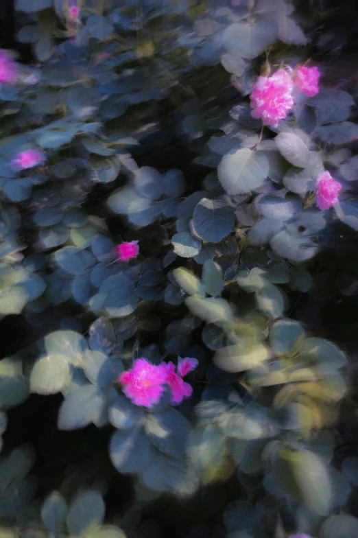 pink flowers with green leaves and stems are in blurry shape