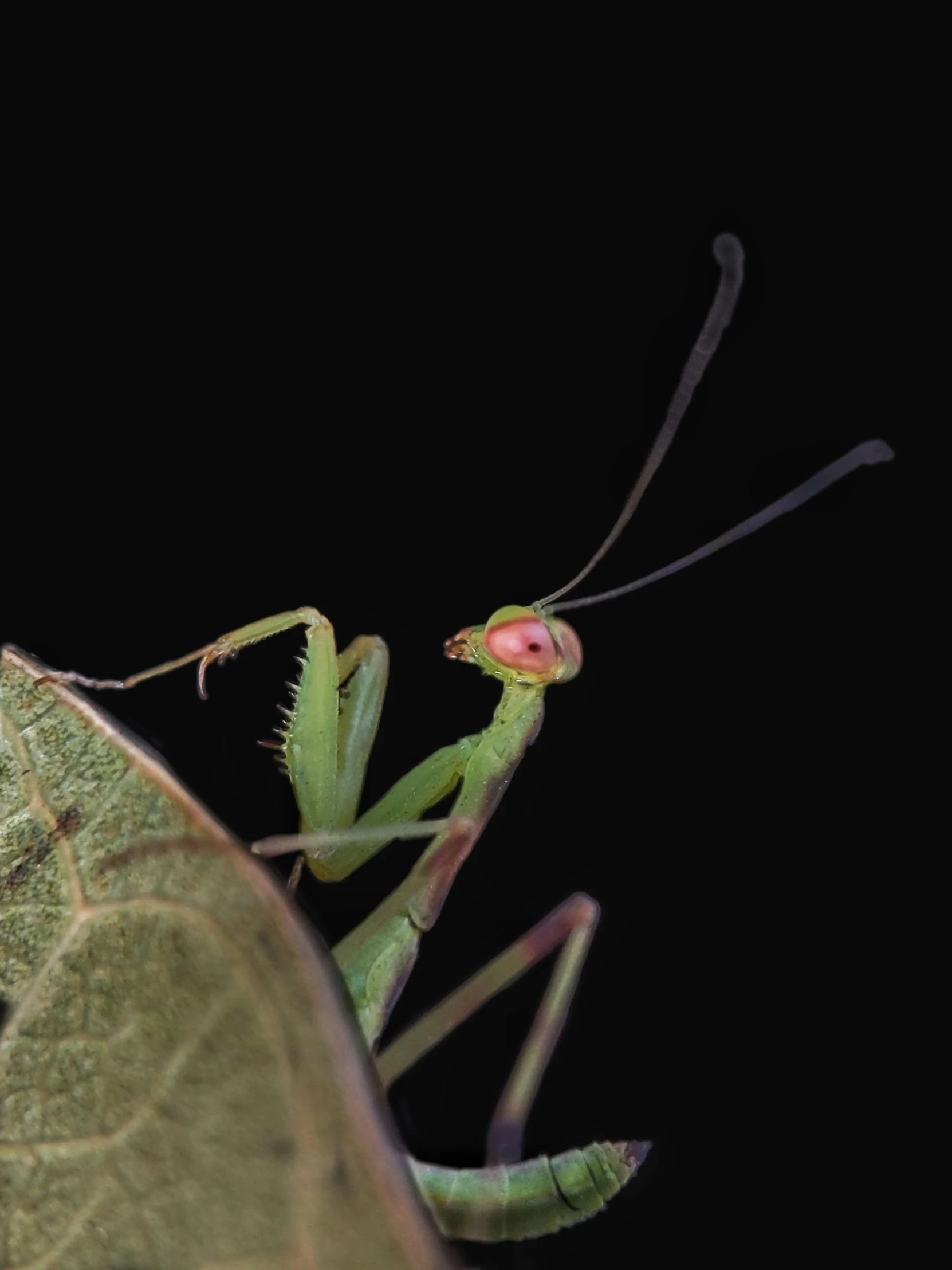 a green praying insect with two antennaes and a flower bud
