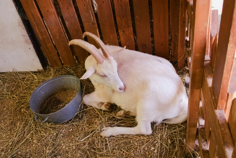 there is a small goat sitting in hay