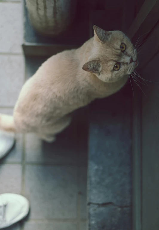 there is a cat sitting on the floor staring at someone