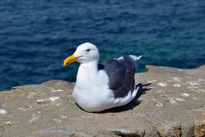 a close up of a bird on a rock near the water