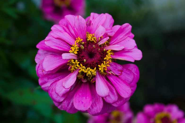 a pink flower with yellow center and red centers