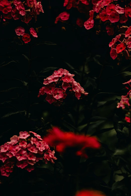 pink flowers with purple centers on black background