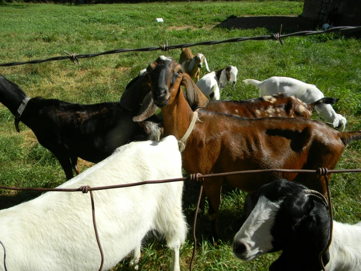 a small goat standing next to some goats in a pen