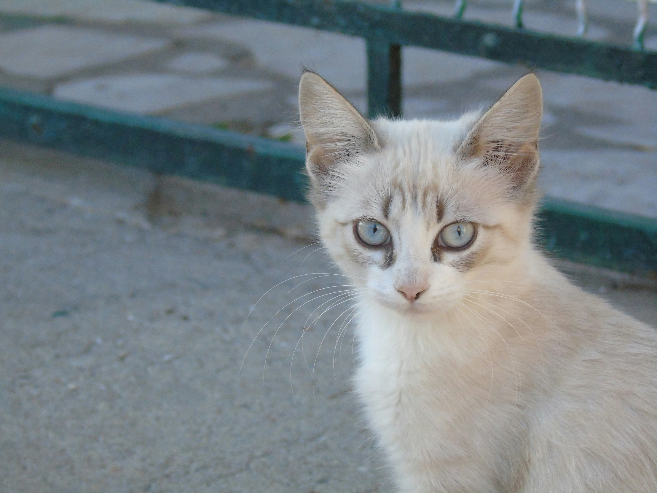 a small cream kitten with blue eyes and whiskers on it