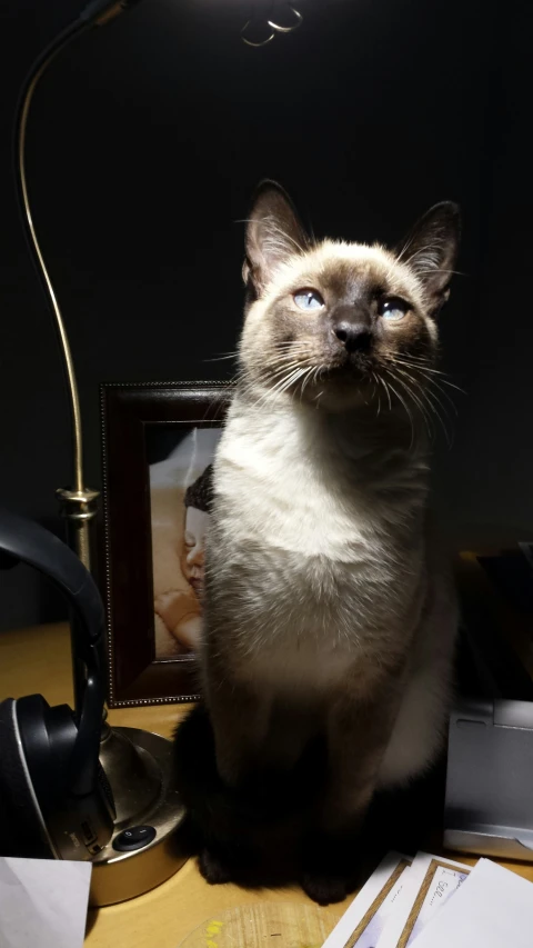 a siamese cat is sitting in front of a lamp and some pictures