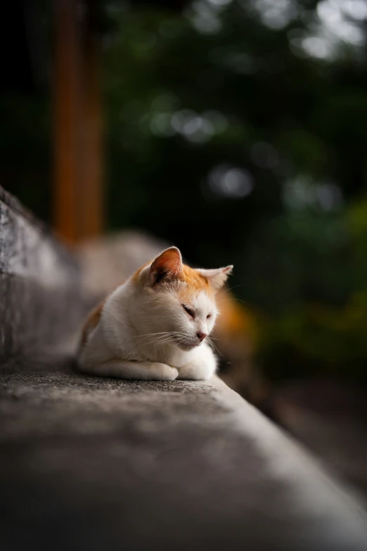 an orange and white cat is sleeping on the concrete