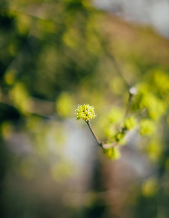 a small yellow flower sitting on top of a leaf covered nch