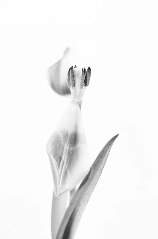 this black and white po shows a flower bud