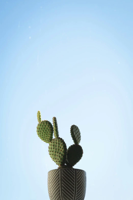 a cactus is standing upright in a large pot