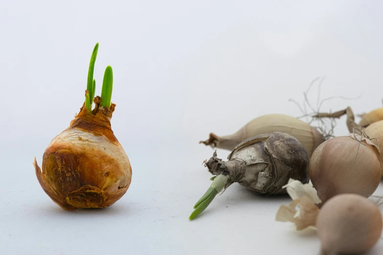 a stalk of broccoli, garlic and other vegetables