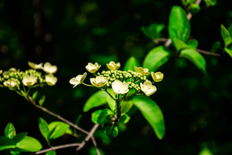 some pretty green flowers in the sunlight