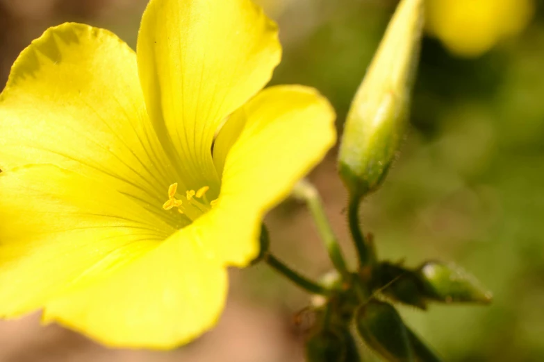 a yellow flower sitting on top of a green leaf