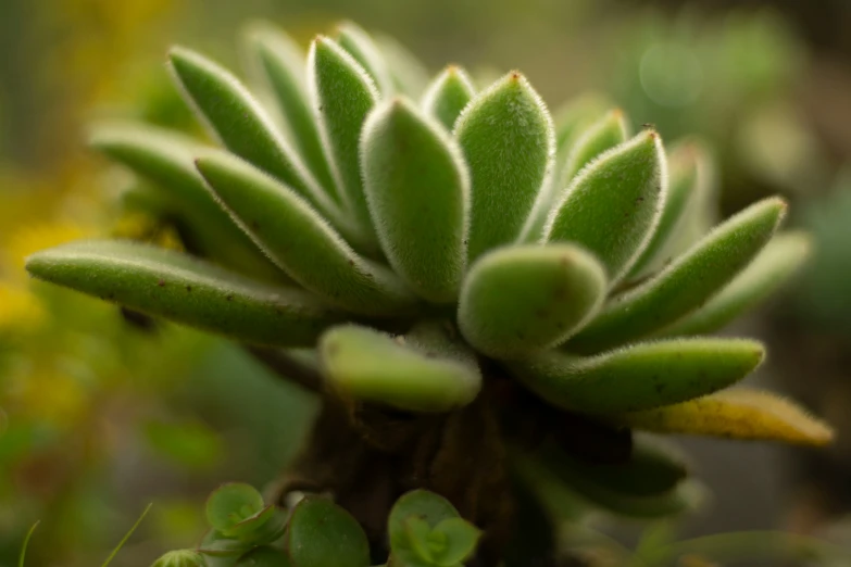 closeup of the stems of a plant in a pot