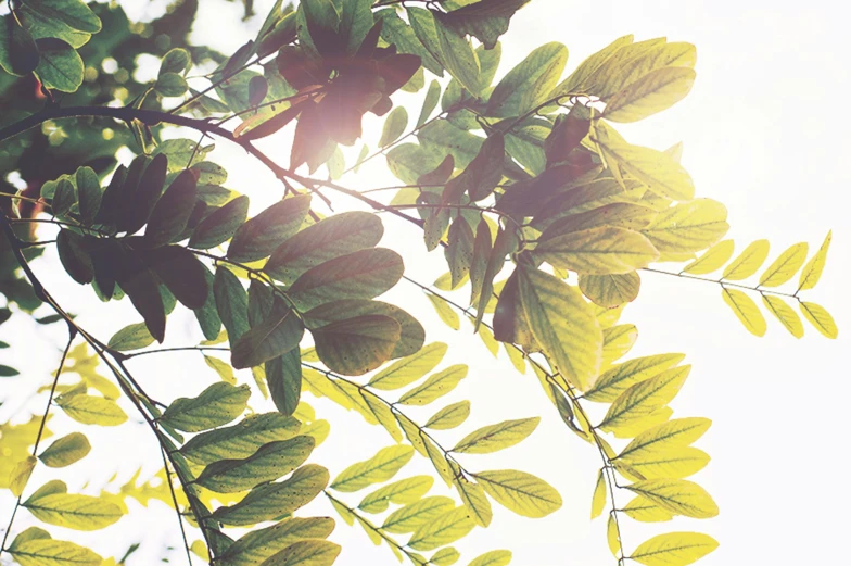 sun rays through the leaves of a tree