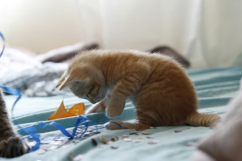 the cat plays with a string on the bed