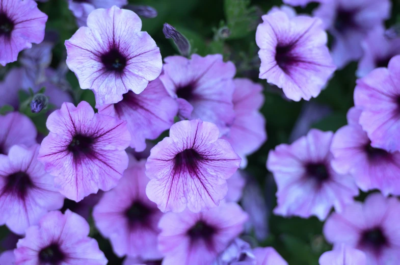 close up of many purple flowers with very little leaves