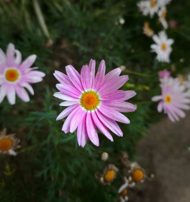 the bright pink and white flower is in bloom